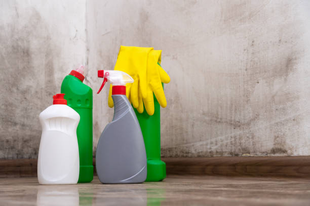 Why You Should Choose Our Mold Remediation Services in Waterville, NY